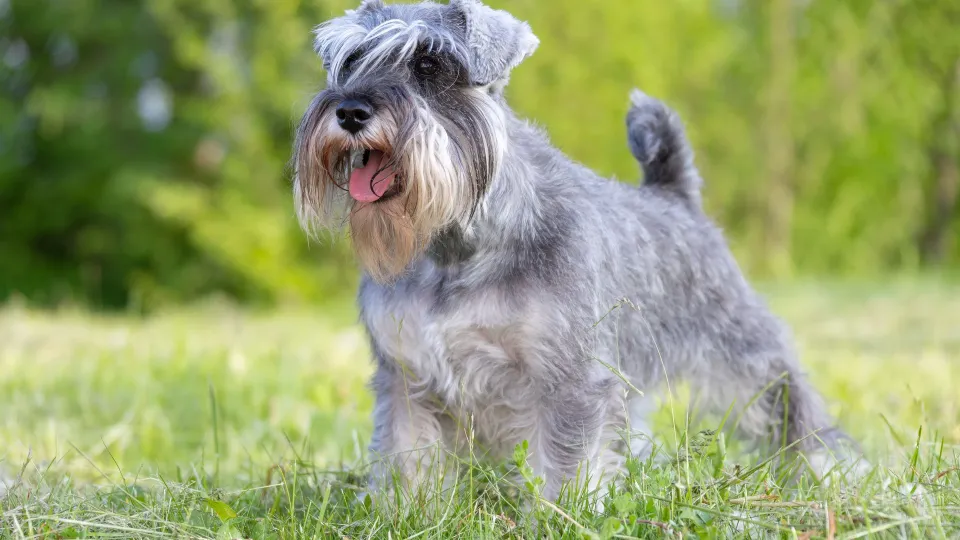 Miniature Schnauzer